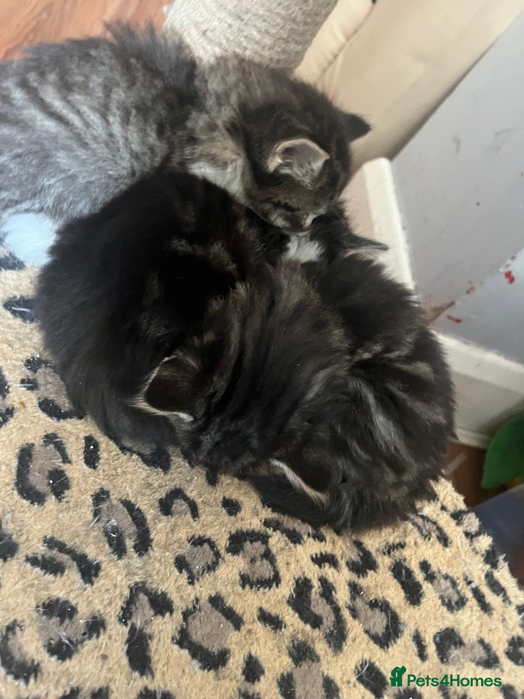 British Shorthair cats for sale: Ready for a loving home now  - Image 23