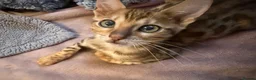 Bengal cats for sale: Stunning male Bengal  - Advert 2