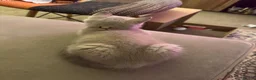 British Shorthair cats for sale: British Shorthair Kitten - Advert 20