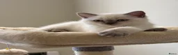 British Shorthair cats for sale: British shorthair colourpoint kittens - Advert 14