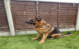 German Shepherd dogs for sale: German Shepherd Dog - Image 2