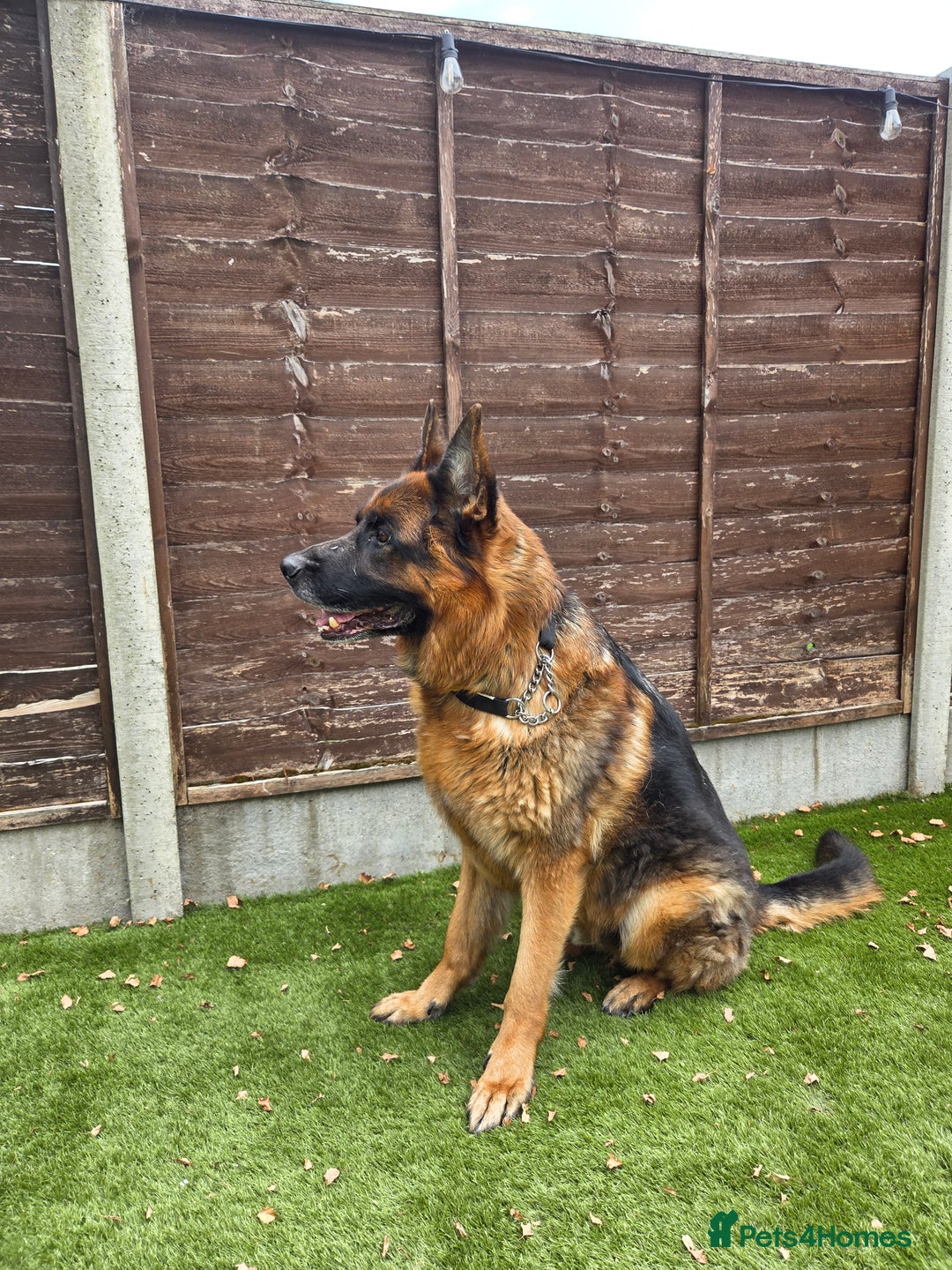 German Shepherd dogs for sale: German Shepherd Dog - Image 2