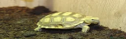 Tortoise reptiles for sale: BABY SULCATAS & SET UPS! - Advert 9