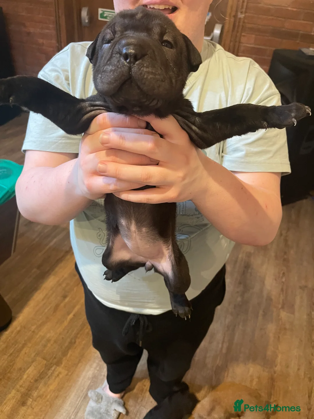 Shar Pei dogs for sale: Shar pei - Advert 11