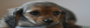 Miniature Dachshund Puppy 5