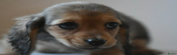 Miniature Dachshund dogs for sale: Gorgeous Long-haired Miniature Dachshund Puppies in Portsmouth - Advert 5