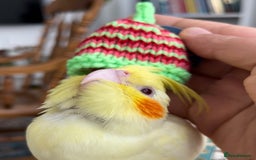 Cockatiels birds for sale: Hand reared cockatiel very friendly  - Image 1