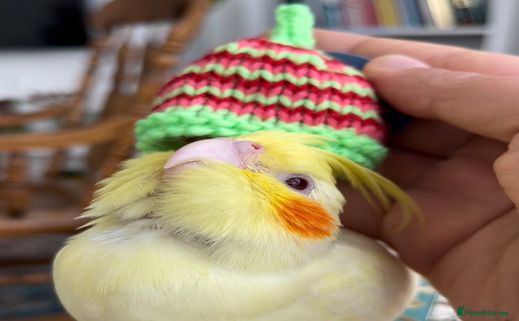 Cockatiels birds - Advert 2