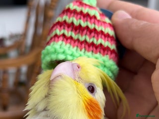 Cockatiels birds - Advert 11