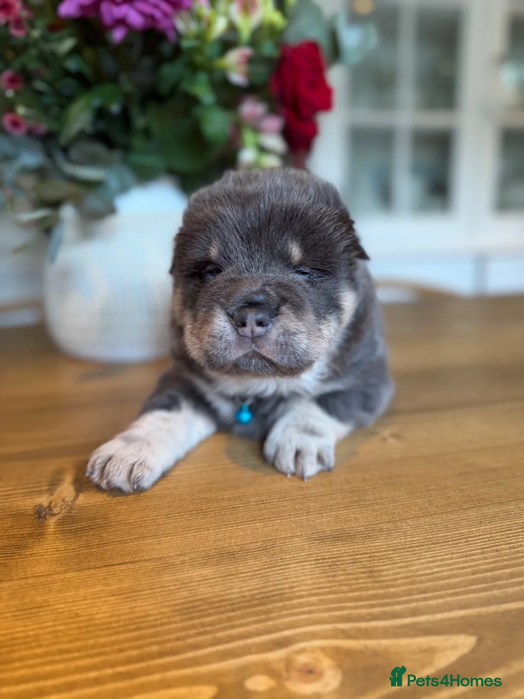 Shar Pei dogs for sale: Bear Coat Shar Pei puppies - Advert 1