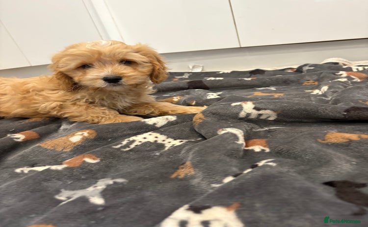 Cockapoo dogs - Advert 3