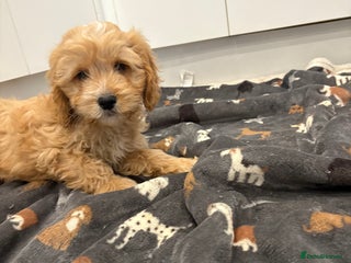 Cockapoo dogs - Advert 14