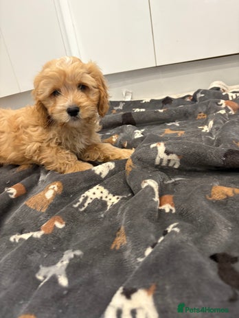 Cockapoo dogs - Advert 10