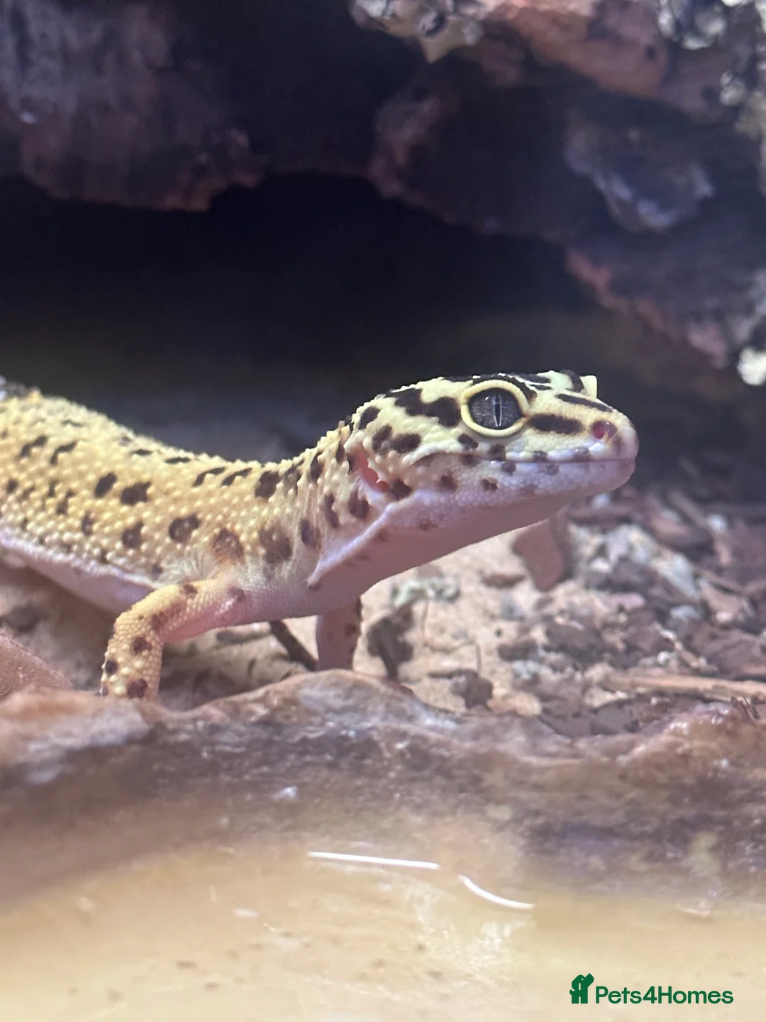 Leopard Gecko reptiles for sale: Leopard gecko+ everything for sale.  - Advert 1
