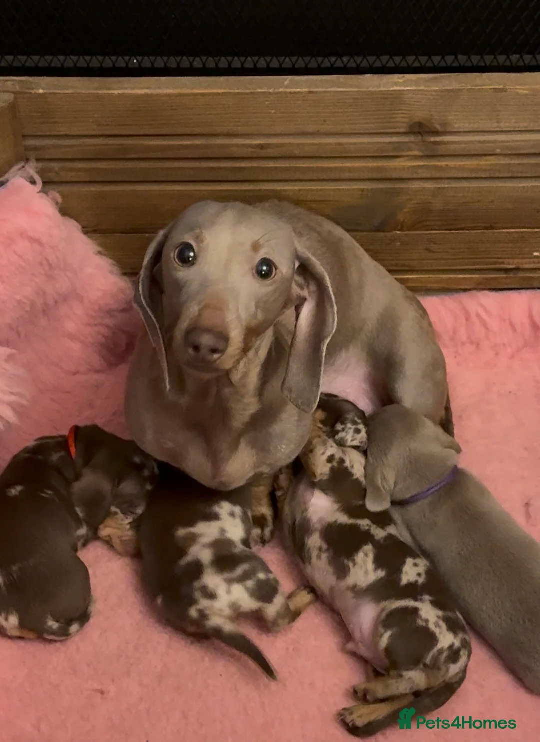 Dachshund dogs for sale: Beautiful miniature dachshunds dapple & Isabella  - Advert 1