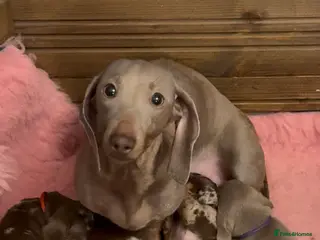 Dachshund dogs Beautiful miniature dachshunds dapple & Isabella - Advert 1