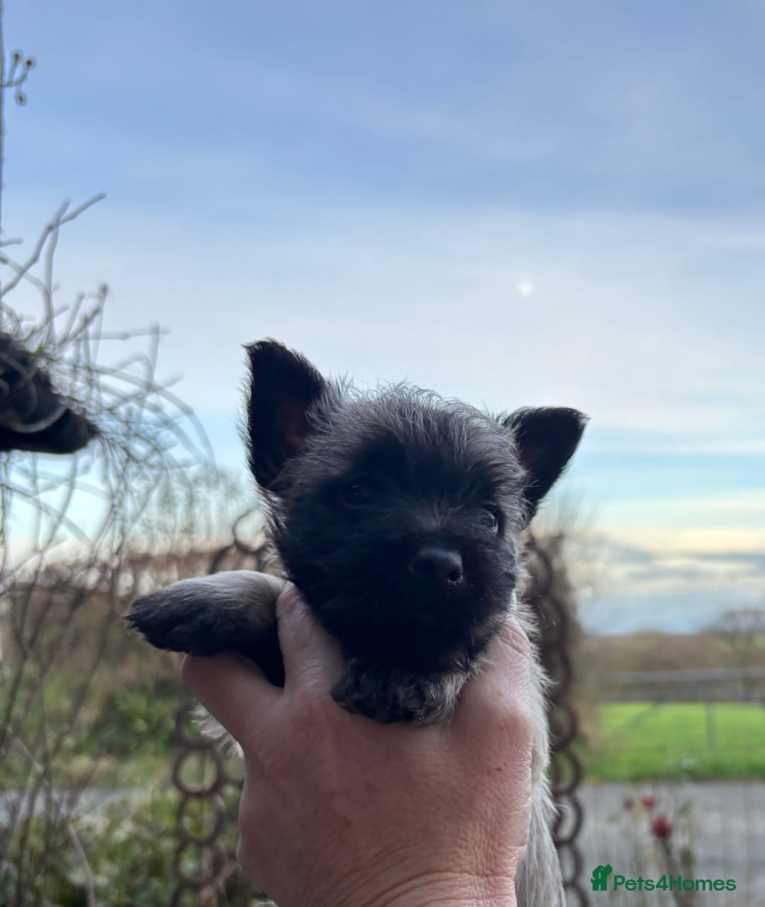 Cairn Terrier dogs for sale: Cairn Terrier Puppies  - Advert 4
