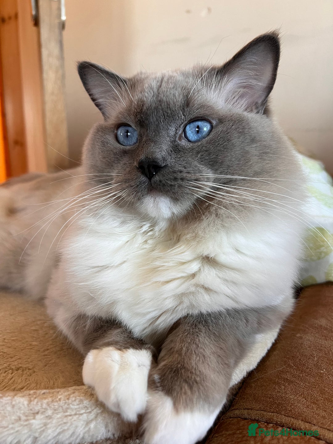 Ragdoll cats for stud: GCCF & TICA registered stud, champion bloodline    in London - Image 10