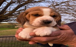 Beagle dogs for sale: Pure Bred - Beagle Puppys  - Image 1