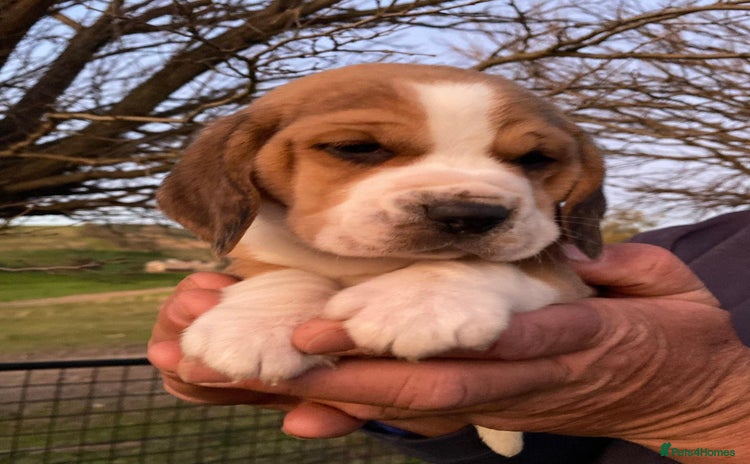 Beagle dogs - Advert 1