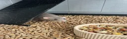 Rat rodents for sale: 2 x female rats  - Advert 1