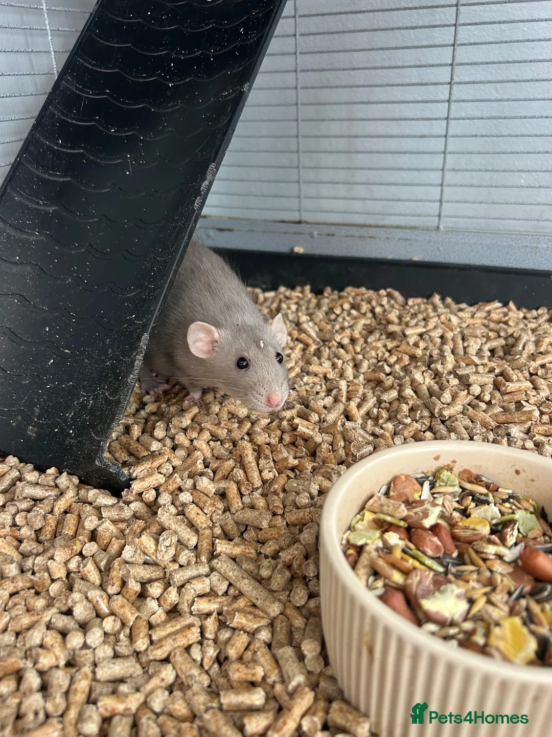 Rat rodents for sale: 2 x female rats  - Advert 1