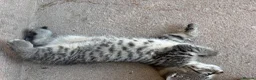 Mixed Breed cats for sale: Kitten  - Advert 2