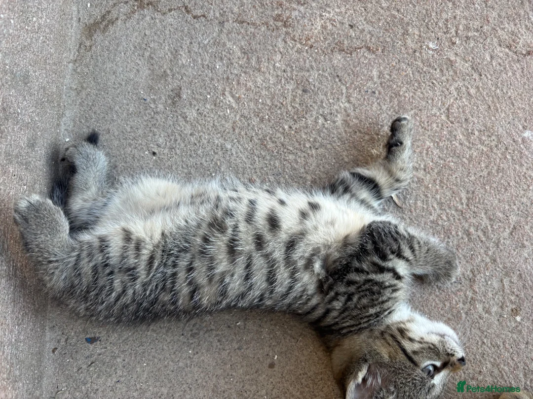 Mixed Breed cats for sale: Kitten  - Advert 2