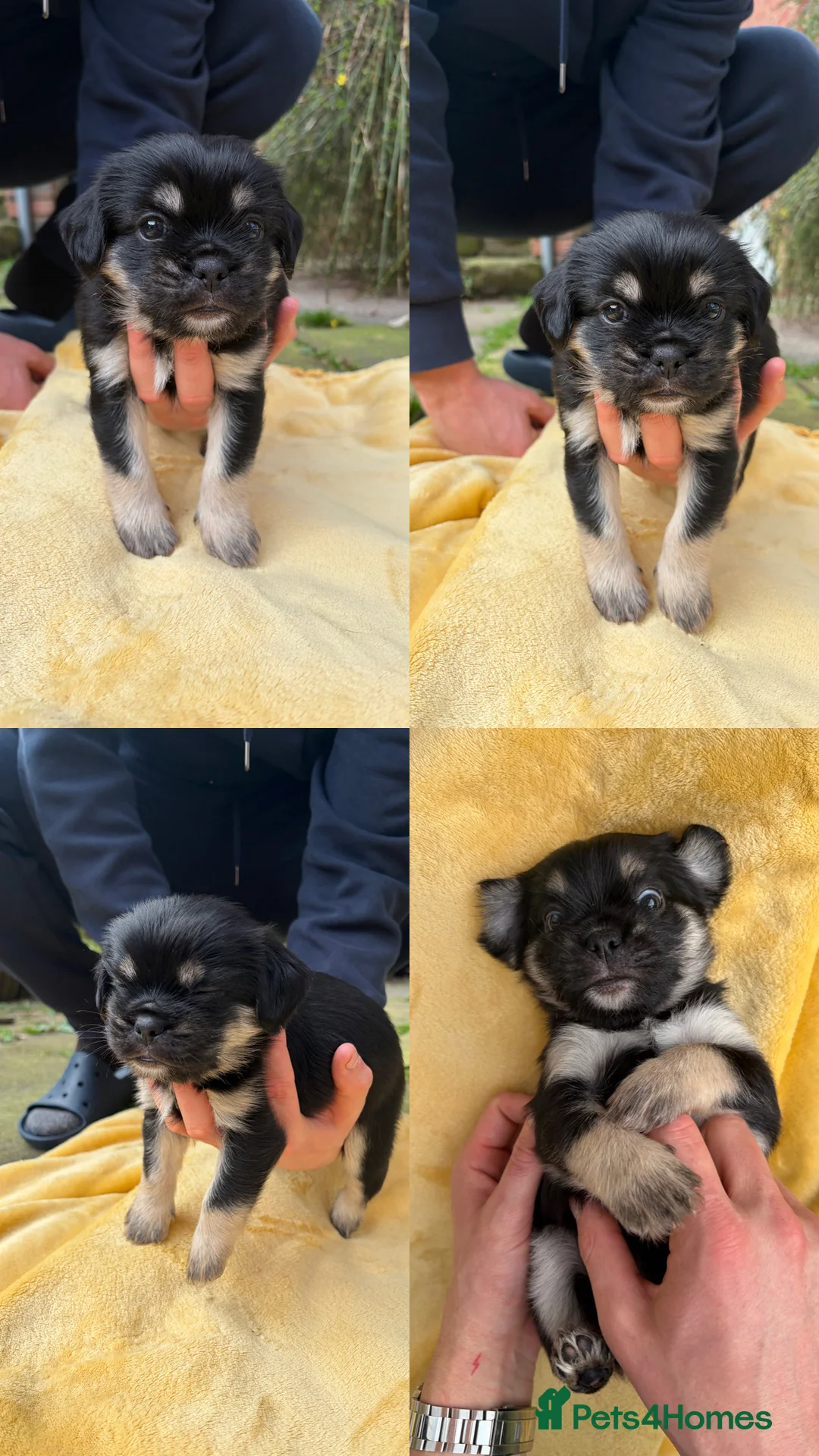 Mixed Breed dogs for sale: Gorgeous shit zhu x long hair pug pups - Advert 28