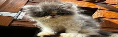 Persian 1