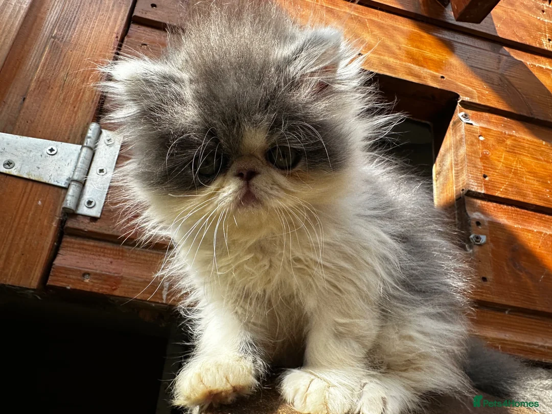 Persian cats for sale: Adorable Persian kittens  - Advert 13