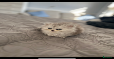 Persian cats - Advert 4