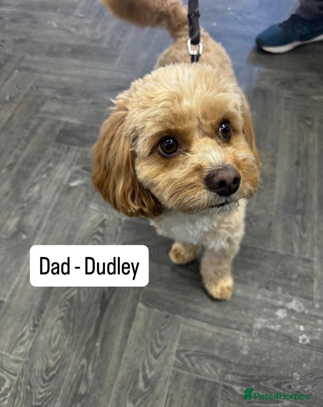 Cavapoo dogs for sale: Two Gorgeous light red Cavapoo Boys  - Advert 17