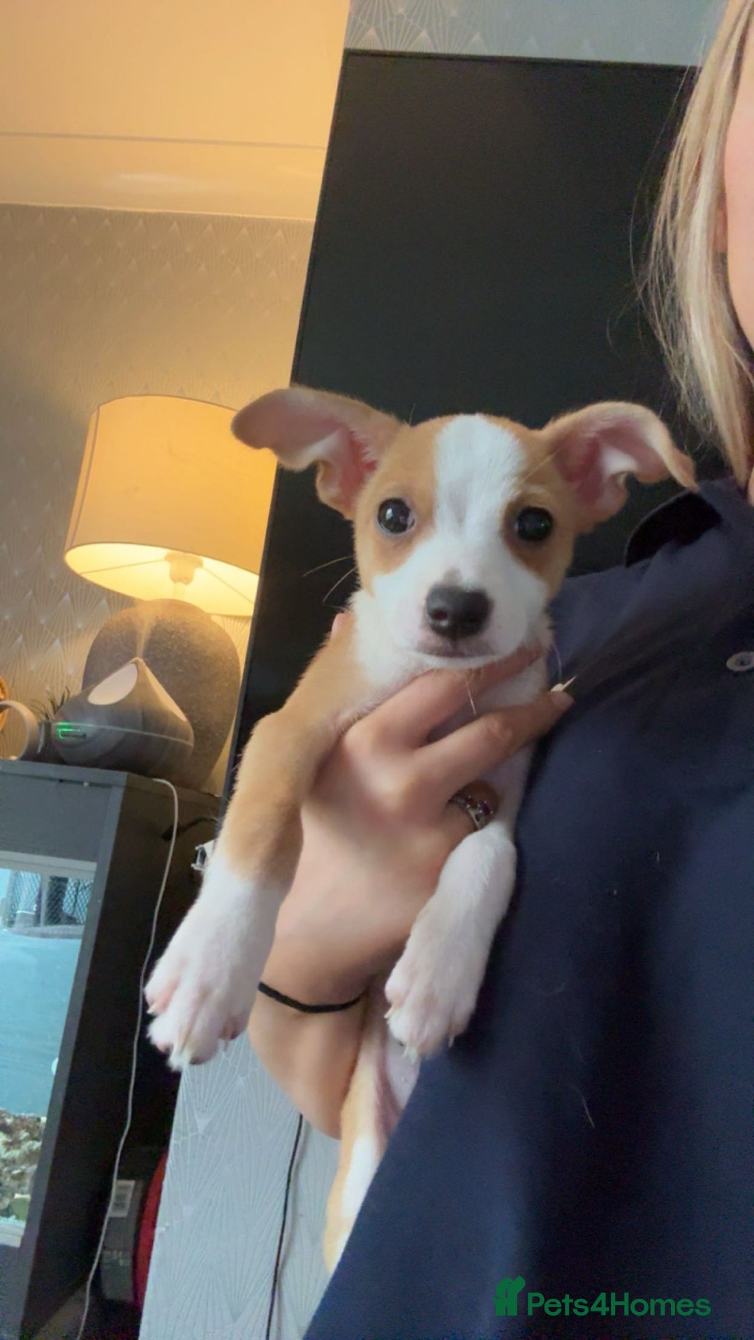 Mixed Breed dogs for sale: 2 MALEs LEFT. Ready to leave. Jack Russell cross - Image 2