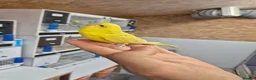 Budgerigars birds for sale: Free hen baby - Advert 2