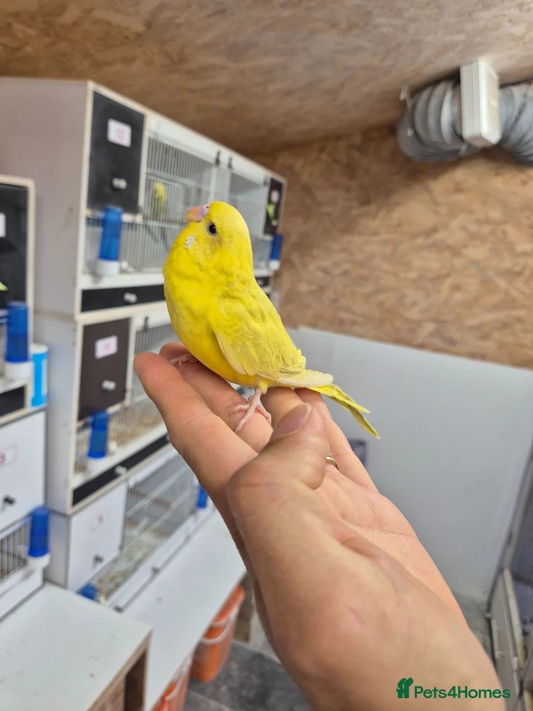 Budgerigars birds for sale: Free hen baby - Advert 2