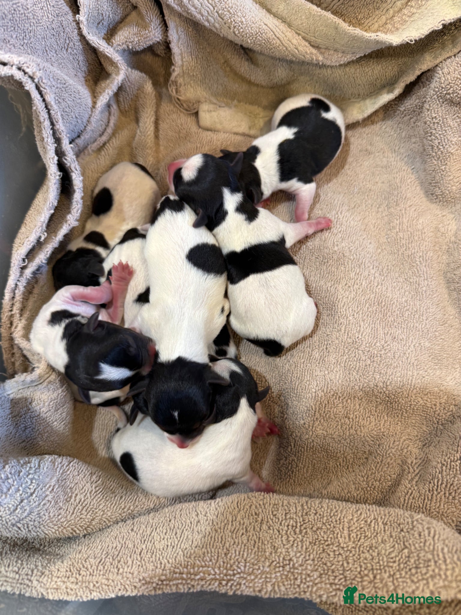 Jack Russell dogs Traditional Jack Russell Puppies  - Advert 1