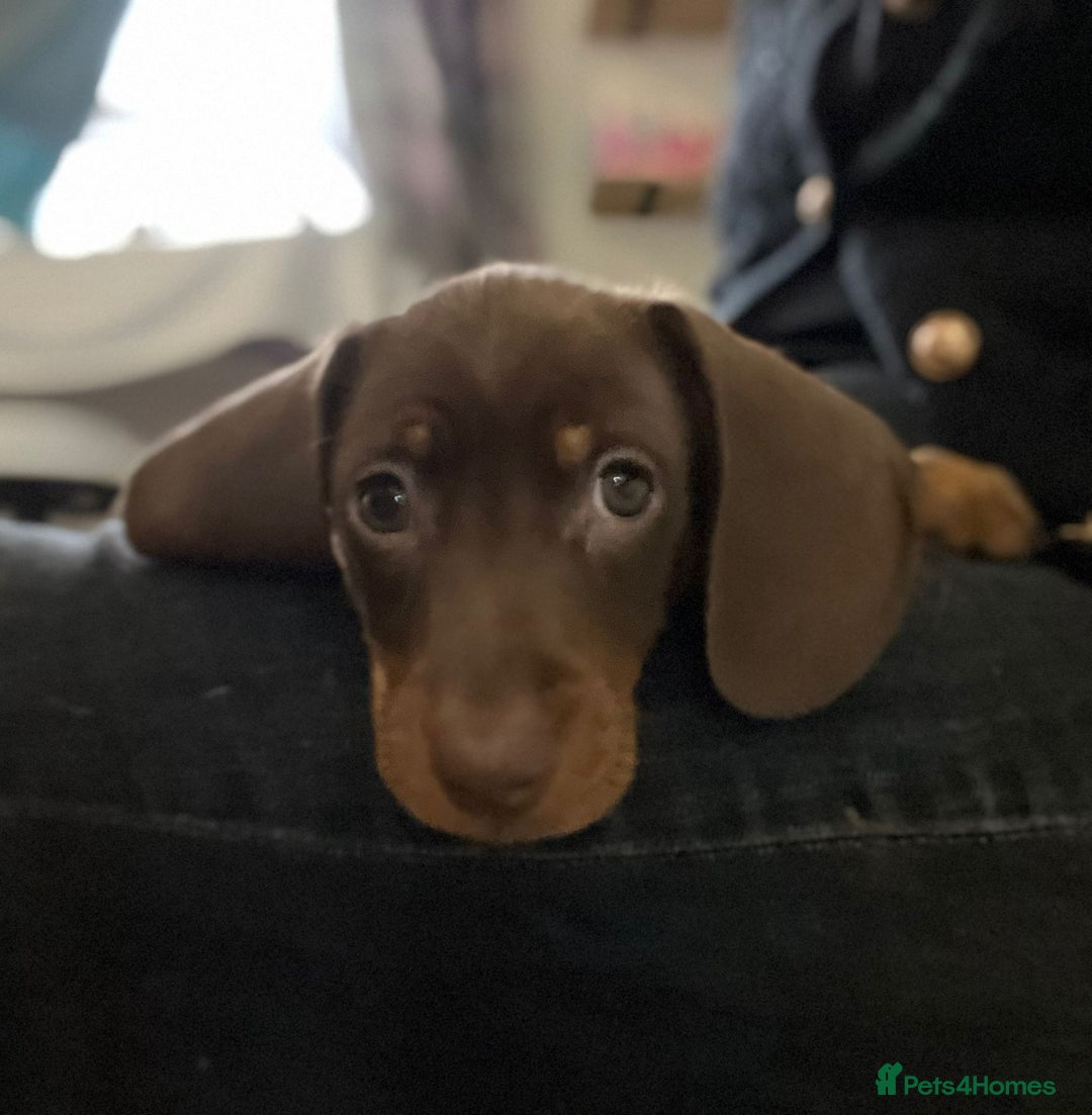 Miniature Dachshund dogs for sale: 3 Little Magical Miniature Dachshunds for Sale - Image 2