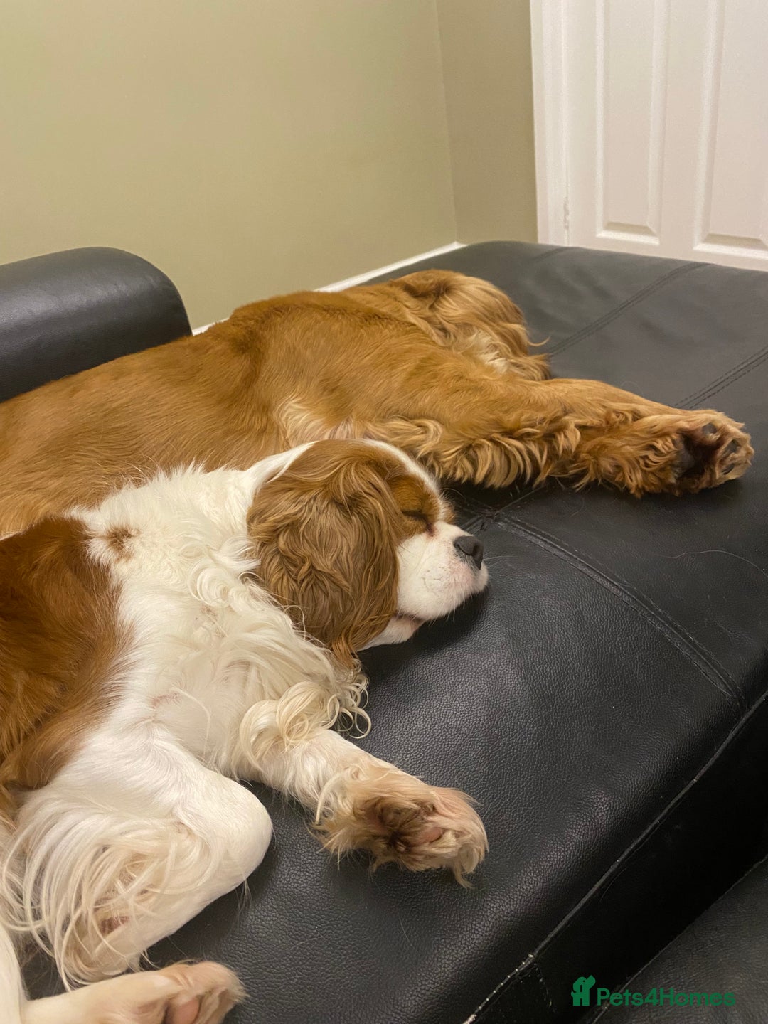 Cavapoo dogs for sale: Super cute, health tested, friendly Cavapoo pups  - Image 14