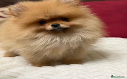 Pomeranian dogs for sale: Fabulous Pomeranian Girl Puppies  - Image 22
