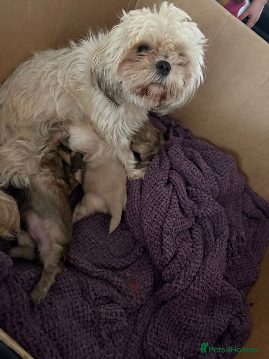 Shih Tzu dogs for sale: Reduced Ready now imperial Shihtzu  - Advert 2