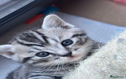 Mixed Breed cats for sale: Beautiful mixed breed kittens  - Image 8