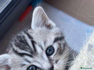Mixed Breed cats Beautiful Scottish fold x tabby - Advert 12