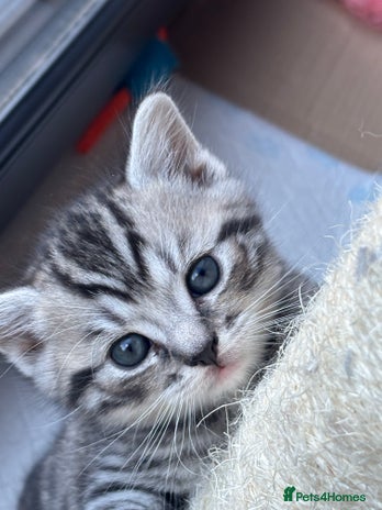 Mixed Breed cats - Advert 14