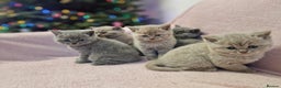 British Shorthair cats for sale: All Reserved Now. - Advert 25