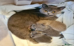 British Shorthair cats for sale: British Shorthair/Scottish Fold - 2 Grey Avail - Image 5