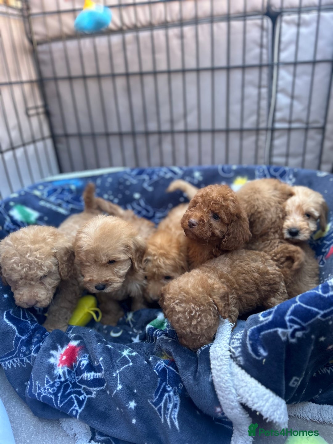 Cockapoo dogs for sale: 8 weeks old beautiful Cockapoo puppies  - Image 2