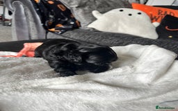 Mixed Breed dogs for sale: Maltese cross Chinese crested puppies for sale - Image 10