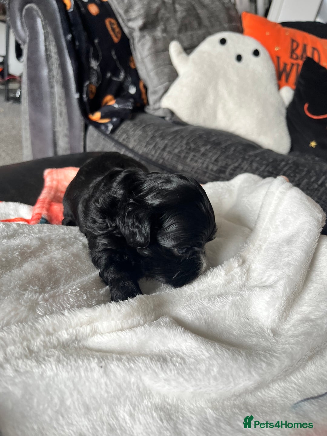 Mixed Breed dogs for sale: Maltese cross Chinese crested puppies for sale - Image 10