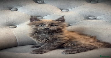 Maine Coon cats - Advert 15